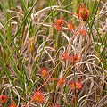 A plant beginning to flower, Western Australia.