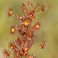 Drosera menziesii