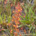 Standing erect among grasses, Western Australia.