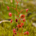 Drosera microphylla