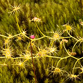 Prostrate plants, Western Australia.