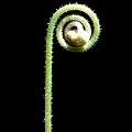 Drosera natalensis