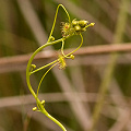 A  plant scrambling for light, Western Australia.