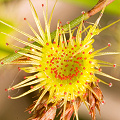 Drosera neesii