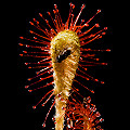 Drosera nidiformis