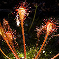 A plant in cultivation.