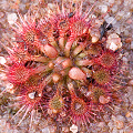 Growing in a sandy marsh, Western Australia.