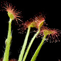 Leaves showing the dangerous glandular blades.