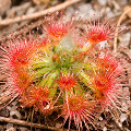 Drosera paleacea