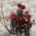 Growing on pure white sand, Western Australia.