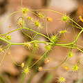 A scrambling plant in the forest, Western Australia.