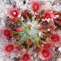 Drosera parvula