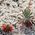 With an unknown Stylidium, Western Australia.