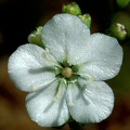 White, somewhat unimpressive flowers.