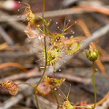 On a rocky slope in New South Wales.