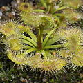 Basal rosettes of cultivated plants.