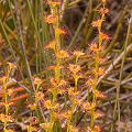 Several plants, with red D. purpurascens visible, Western Australia.