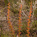 Drosera platypoda