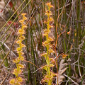 Drosera platypoda