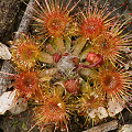 Preparing to flower, Western Australia.