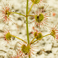 A single plant on very white sand, Western Australia.