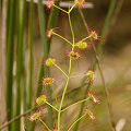 Another plant growing in the leaf litter floor of the swamp, Western Australia.