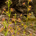 Drosera porrecta