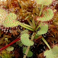 D. prolifera