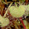 Drosera prolifera