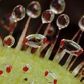 Drosera prolifera