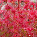 Drosera purpurascens