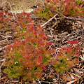 A more subdued plant, Western Australia.