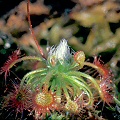 Drosera pygmaea