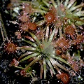 A set of mature plants in cultivation.