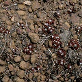 Plants in the laterite of Kangaroo Island.