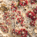 Countless little plants in coastal New South Wales.