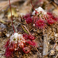 Flowering plants in coastal New South Wales.