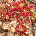 Many plants in coastal New South Wales.