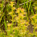 Drosera ramellosa