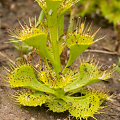 A nice plant portrait, Western Australia.