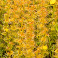 Drosera ramellosa