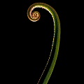 D. regia