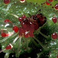 Drosera regia eats a fruitfly.