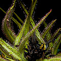 Plants returning to growth after a dormancy.