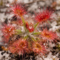 On a sandy soil, Western Australia.