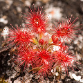 Drosera roseana