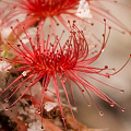 A close look at a rosette, Western Australia.