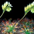 Drosera roseana