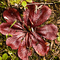 Drosera rosulata