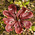 A single rosette from a different angle, Western Australia.